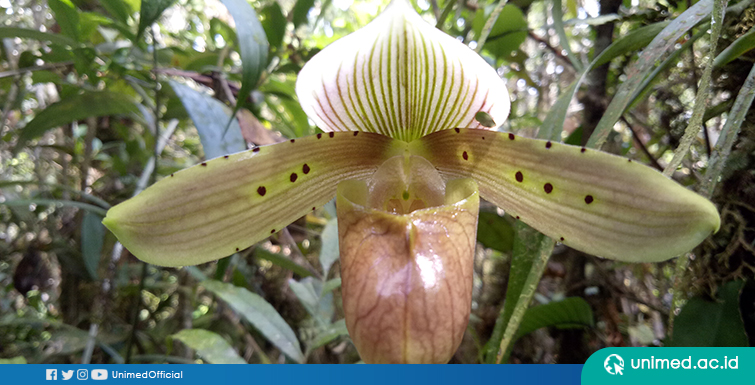 Mahasiswa Biologi UNIMED Teliti Biodiversity Kaldera Toba