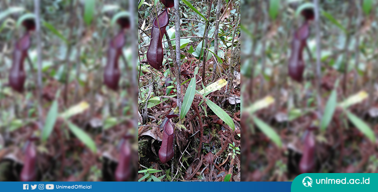 Mahasiswa Biologi UNIMED Teliti Biodiversity Kaldera Toba